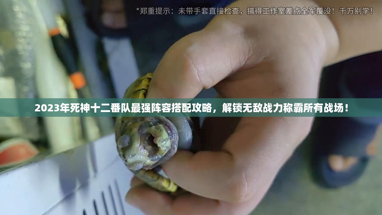 2023年死神十二番隊最強陣容搭配攻略，解鎖無敵戰(zhàn)力稱霸所有戰(zhàn)場！