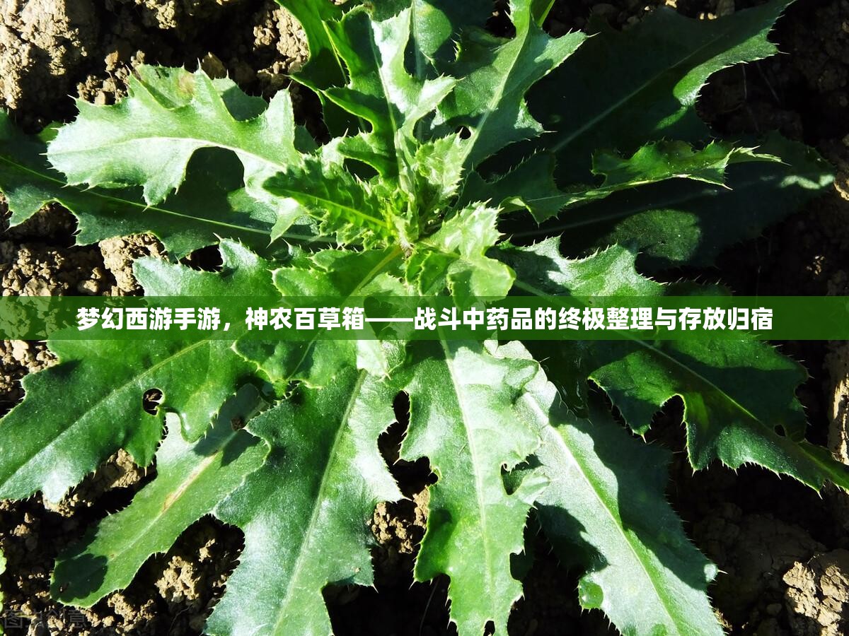 夢(mèng)幻西游手游，神農(nóng)百草箱——戰(zhàn)斗中藥品的終極整理與存放歸宿