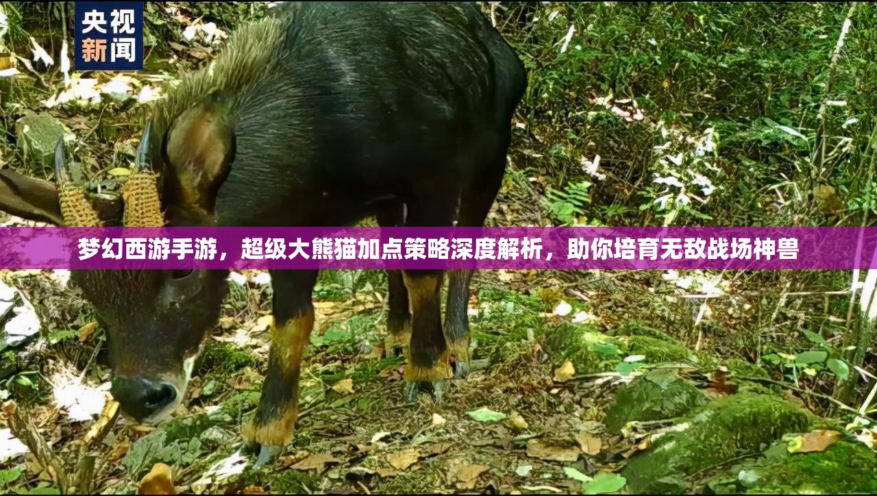 夢幻西游手游，超級大熊貓加點(diǎn)策略深度解析，助你培育無敵戰(zhàn)場神獸