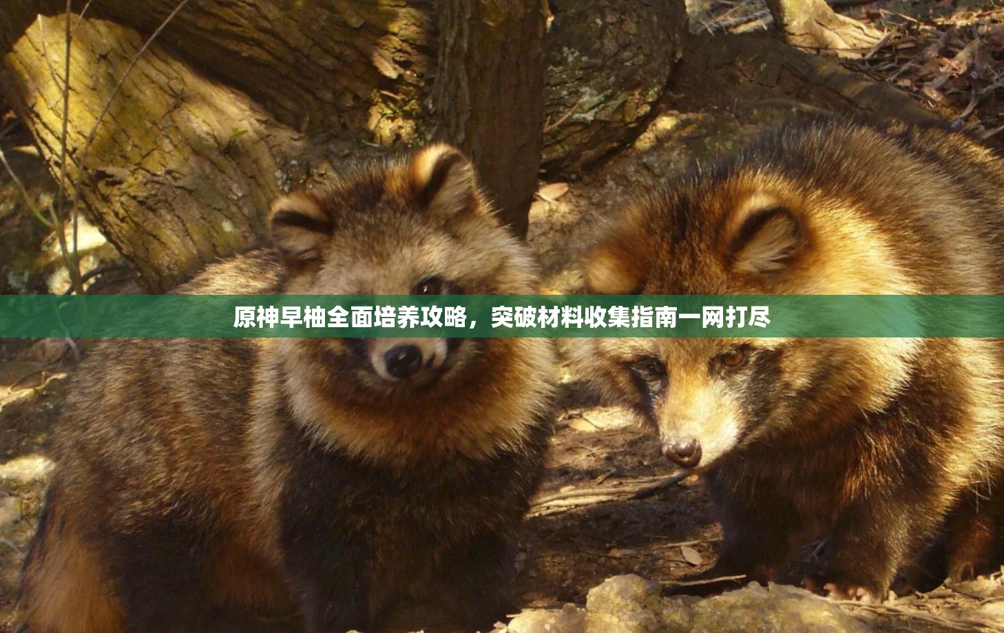 原神早柚全面培養(yǎng)攻略，突破材料收集指南一網打盡