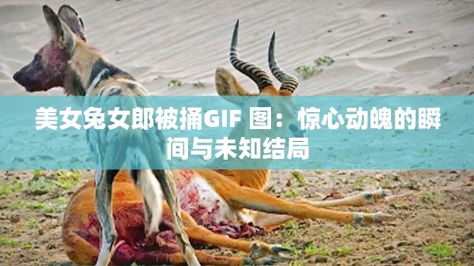 美女兔女郎被捅GIF 圖：驚心動(dòng)魄的瞬間與未知結(jié)局