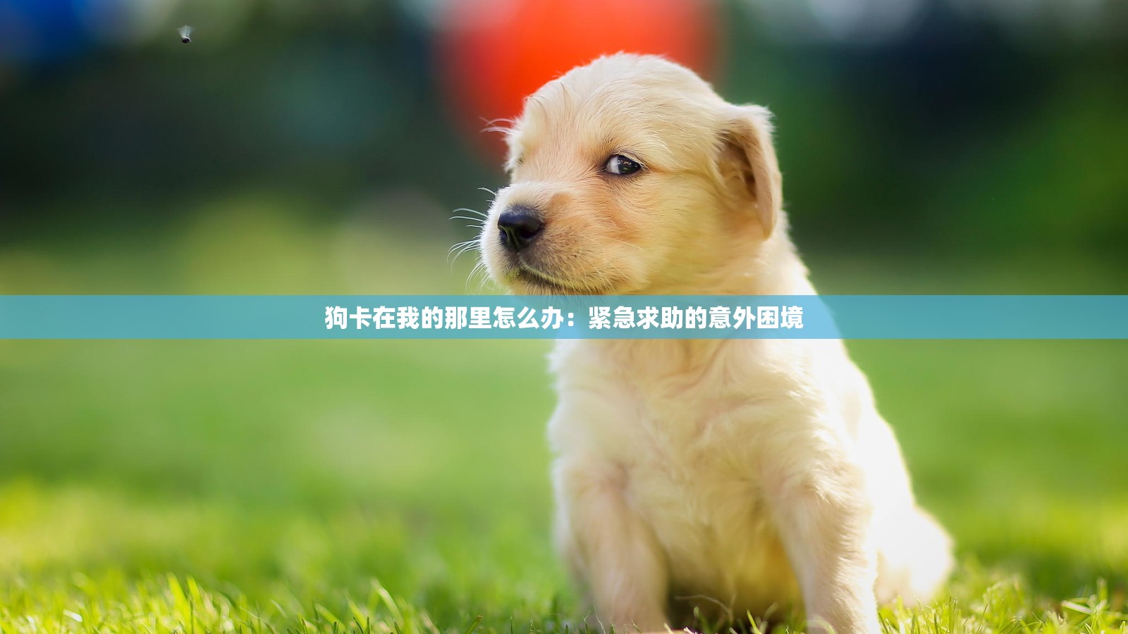 狗卡在我的那里怎么辦：緊急求助的意外困境