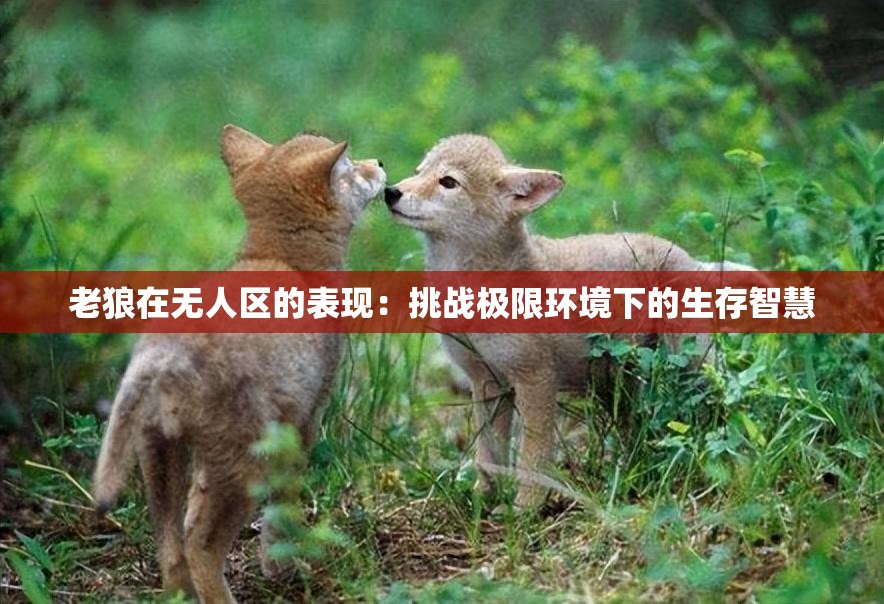 老狼在無人區(qū)的表現(xiàn)：挑戰(zhàn)極限環(huán)境下的生存智慧