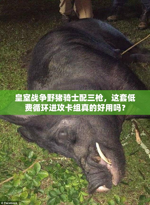 皇室戰(zhàn)爭野豬騎士配三槍，這套低費循環(huán)進(jìn)攻卡組真的好用嗎？