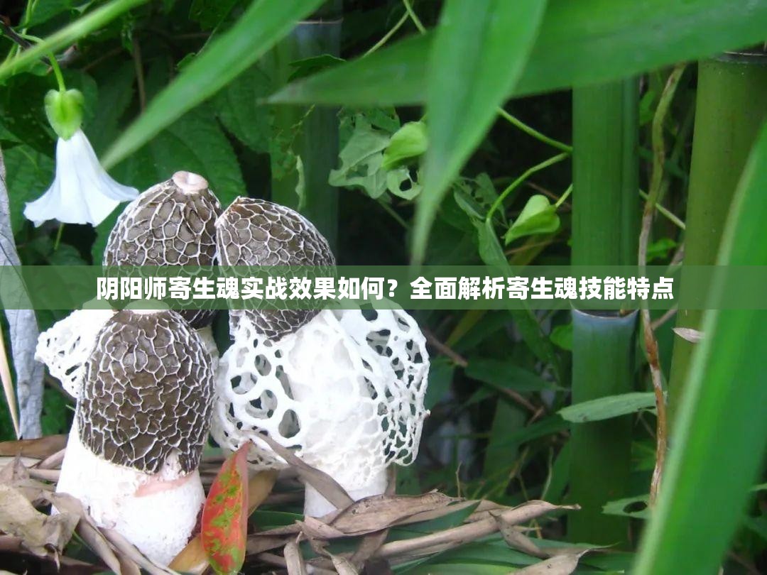 陰陽師寄生魂實(shí)戰(zhàn)效果如何？全面解析寄生魂技能特點(diǎn)