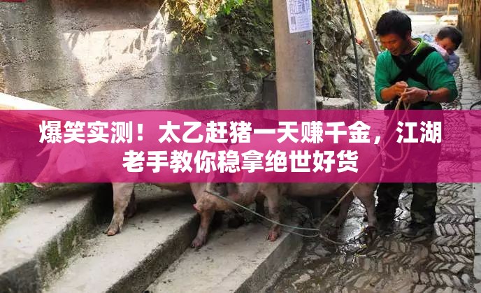 爆笑實(shí)測(cè)！太乙趕豬一天賺千金，江湖老手教你穩(wěn)拿絕世好貨