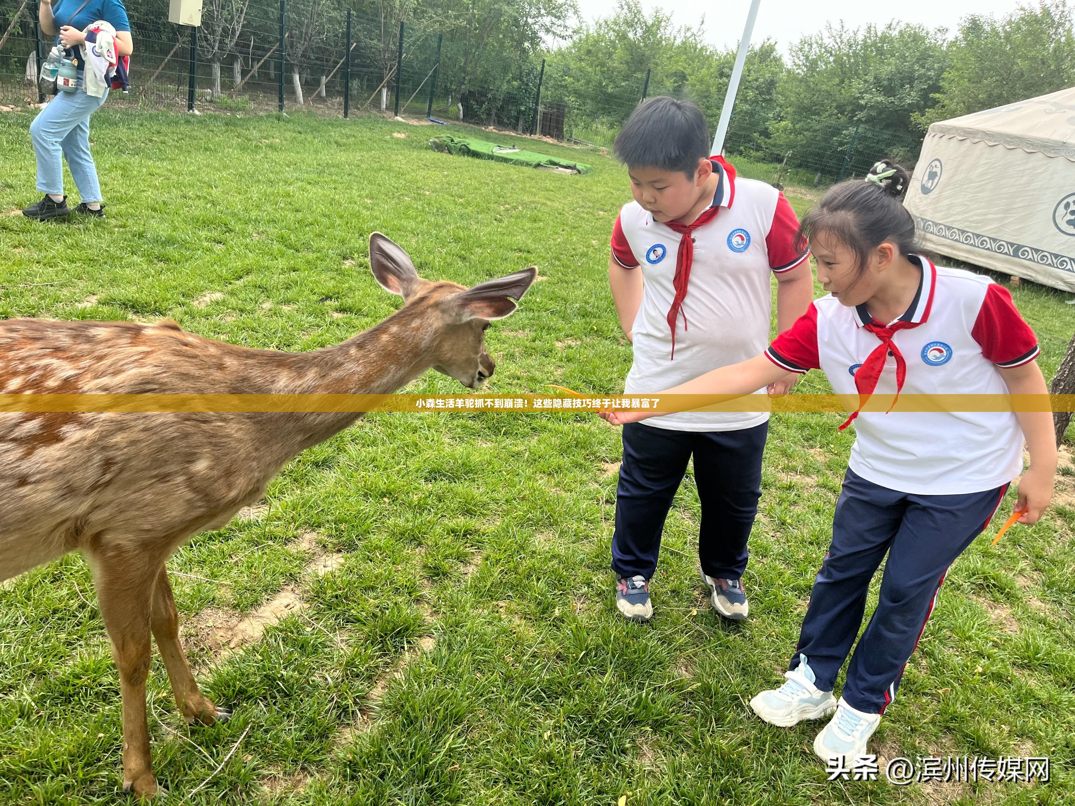 小森生活羊駝抓不到崩潰！這些隱藏技巧終于讓我暴富了